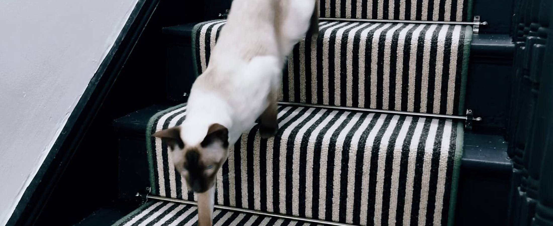 Stop cat scratching stairs sale